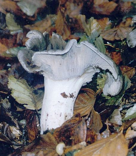 Lyophyllum  helvella  (Boudier)  Clmenon